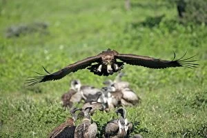 White-backed Vulture - in flight above group on