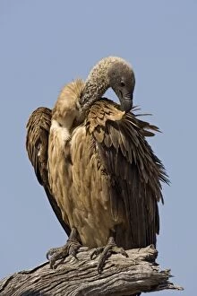 Images Dated 5th August 2008: White-backed Vulture - preening - Mala Mala Reserve, South Africa