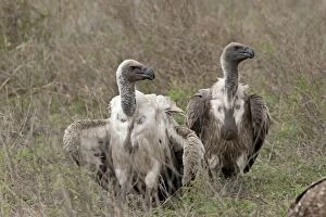 Images Dated 22nd December 2010: White-backed Vultures