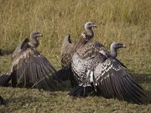 Images Dated 8th August 2012: White backed Vultures - two White-backed Vultures