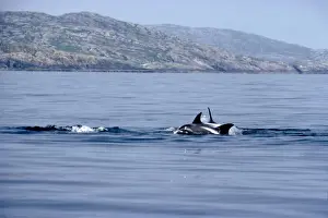 White-beaked Dolphin