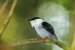Images Dated 4th December 2016: White-bearded Manakin, male, Tayrona National Park, Colombia