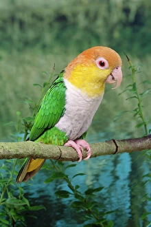 Parrots Collection: White-bellied Caique