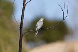 Images Dated 28th July 2006: White-bellied Cuckoo-shrike At Manning Gorge, Kimberley, Western Australia