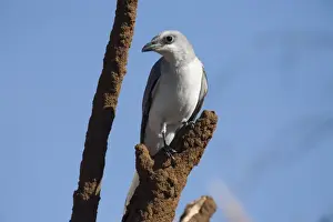 White Bellied Prints: White-bellied Cuckoo-shrike Found in woodland across the top end of Australia and down the east coast