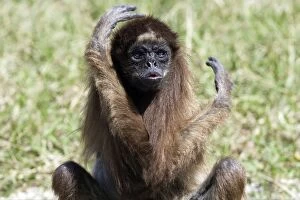 White-bellied / Long-Haired / White-fronted Spider Monkey
