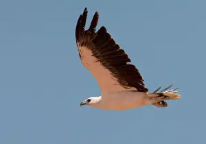 White Breasted Prints: White-bellied Sea-eagle Found around the Australian coast and at times well inland over large pools and wetlands