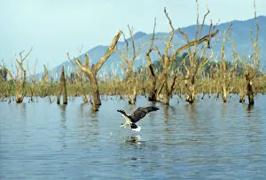 Eagles Prints: White-bellied Sea-eagle - fishing - Galoya National Park - Sri Lanka