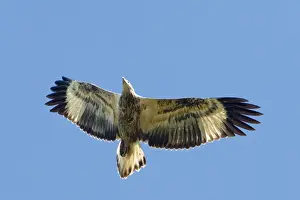 Juveniles Prints: White-bellied Sea-Eagle - Juvenile bird in flight - View from below - MacLeod's Morass