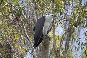 Bellied Gallery: White-bellied Sea-Eagle - perched in a eucalypt