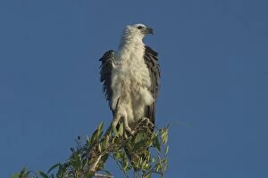 Images Dated 13th May 2004: White-bellied Sea-Eagle - Perched on tree, riffling feathers. Found right around Australian coasts