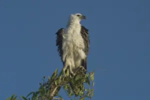 White Breasted Prints: White-bellied Sea-Eagle - Perched on tree