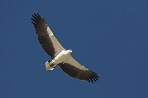 White Bellied Gallery: White-bellied Sea-Eagle - Soaring along Roebuck Bay