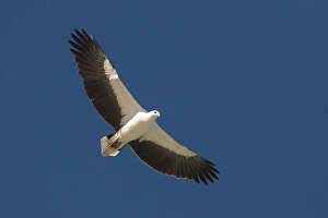 Images Dated 27th October 2008: White-bellied Sea-Eagle - Soaring along Roebuck Bay