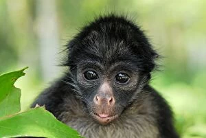 Images Dated 9th September 2007: White-bellied Spider Monkey