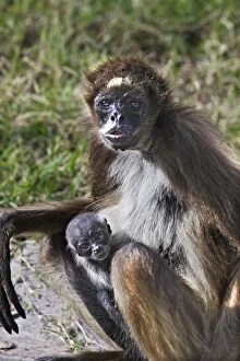 White-bellied Spider Monkey - with baby
