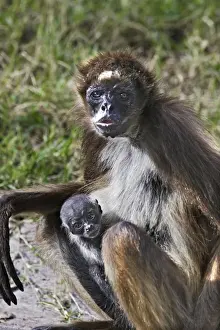 Venezuela Prints: White-bellied Spider Monkey - with baby. Venezuela