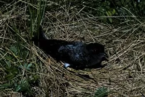 White bellied storm Petrel on nest
