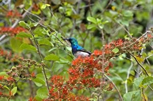 Images Dated 9th September 2009: White-bellied Sunbird - in flowering shrub - Kruger National Park - South Africa