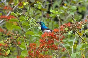 White Bellied Prints: White-bellied Sunbird - in flowering shrub - Kruger National Park - South Africa
