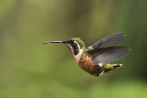 Bellied Gallery: White-bellied Woodstar, female, flying, Chicaque