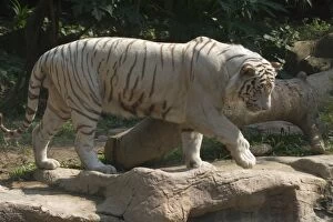 White Bengal / Indian TIGER