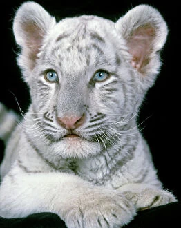 Unusual Collection: White Bengal / Indian Tiger - cub