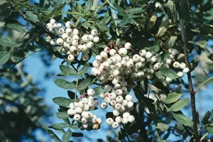 Rowan Prints: White-berried Rowan China