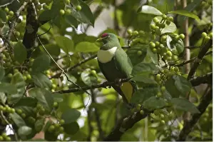 White-bibbed Fruitdove On a fruiting tree near a village on Budaduna Island southeastern Papua New Guinea