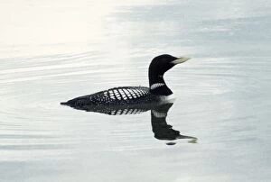 Images Dated 8th March 2007: White-billed Diver - also known as Yellow-billed diver / Loon in North America