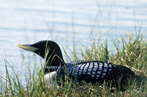 Images Dated 8th March 2007: White-billed Diver - also known as Yellow-billed diver / Loon in North America