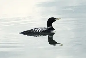 Loon Prints: White-billed Diver - also known as Yellow-billed diver / Loon in North America