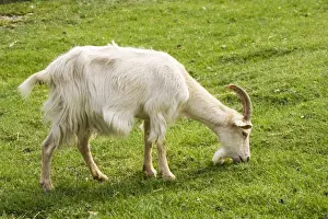 Grazing Prints: White Billy goat grazing Rare Breed Trust Cotswold Farm Park UK