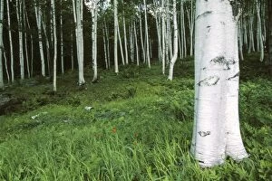 White Birch forest