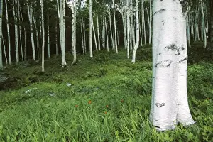Birches Prints: White Birch forest. Acadia National Park in Maine, USA