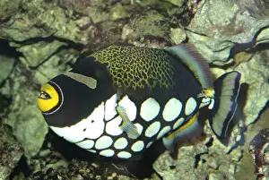 Triggerfish Prints: White-blotched Triggerfish- widespread among shallow coral reefs, Indo-Pacific coasts