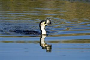 White-breasted Cormorant swallowing recently caught tilapia fish