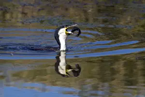 Cormorants Prints: White-breasted Cormorant swallowing recently caught tilapia fish