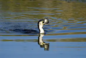 White-breasted Cormorant swallowing recently caught tilapia fish. Andries Vosloo Kudu Reserve, nr Grahamstown, Eastern Cape, South Africa