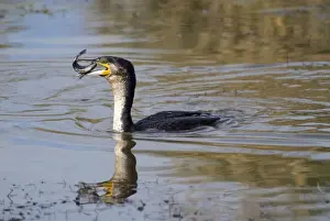 White-breasted Cormorant swallowing recently caught tilapia fish. Andries Vosloo Kudu Reserve, nr Grahamstown, Eastern Cape, South Africa