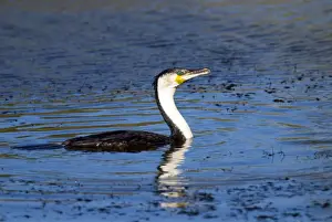 White Breasted Prints: White-breasted Cormorant on water