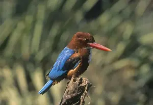 White breasted kingfisher. Keoladeo National Park, India