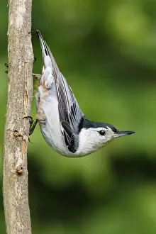 Stance Prints: White-breasted Nuthatch