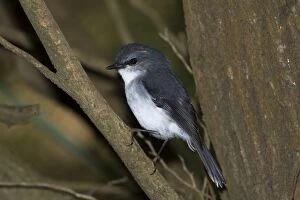 Images Dated 1st March 2006: White-breasted Robin Inhabits forest undergrowth and coastal vegetation