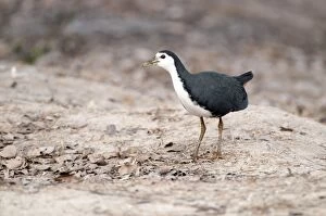 White-breasted waterhen - standing on bank