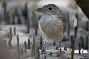 White Breasted Prints: White-breasted Whistler female among pneumatophores Confined to mangroves