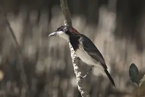 White Breasted Prints: White-breasted Whistler - Male searching for food in mangroves at Crab Creek