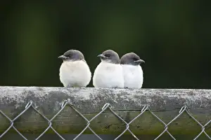 White Breasted Prints: White-breasted Woodswallow Chicks Three fledgling chicks perched on a fence waiting to be fed