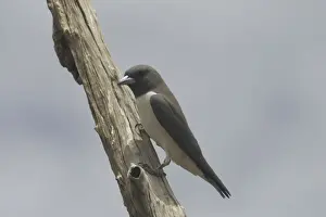 White-breasted Woodswallow Lake Waggaboonyah. Mt Gordon, Queensland, Australia