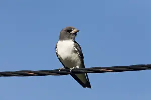 White Breasted Prints: White-breasted Woodswallow A recently fledged juvenile at Imintji Aboriginal Community